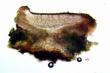 Cliostomum griffithii image