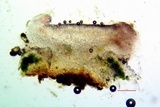 Cliostomum griffithii image