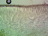 Cliostomum griffithii image