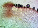 Cliostomum griffithii image