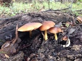 Pluteus romellii image
