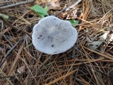 Tricholoma atrodiscus image
