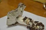 Tricholoma virgatum image