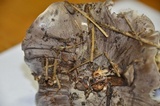Tricholoma virgatum image