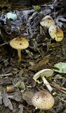 Echinoderma asperum image