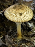 Echinoderma asperum image