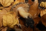 Hebeloma crustuliniforme image