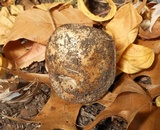 Hebeloma crustuliniforme image