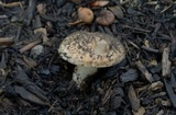 Hebeloma crustuliniforme image