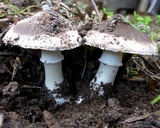 Leucoagaricus cupresseus image