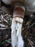 Leucoagaricus cupresseus image