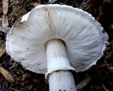 Leucoagaricus cupresseus image