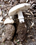 Leucoagaricus cupresseus image