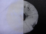 Leucoagaricus cupresseus image