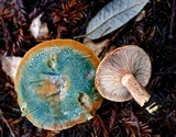 Lactarius rubrilacteus image
