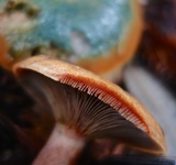 Lactarius rubrilacteus image