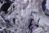 Ganoderma sessile image