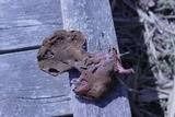 Ganoderma sessile image