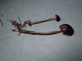 Mycena algeriensis image
