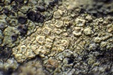 Lecanora substrobilina image