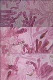 Inocybe bongardii image