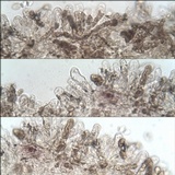 Inocybe bongardii image