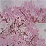 Inocybe bongardii image