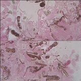 Inocybe bongardii image