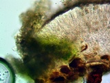 Lecanora substrobilina image