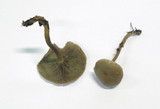Clitocybe metachroa image