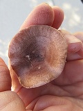 Lactarius quietus image