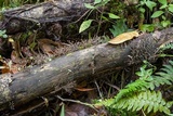 Image of Thamnomyces chocoënsis