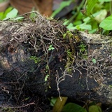 Thamnomyces chocoënsis image
