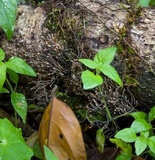 Thamnomyces chocoënsis image