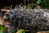 Thamnomyces chocoënsis image