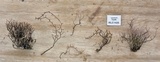 Thamnomyces chocoënsis image