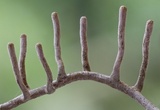 Thamnomyces chocoënsis image