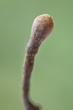 Thamnomyces chocoënsis image