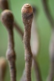 Thamnomyces chocoënsis image
