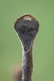 Thamnomyces chocoënsis image