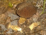 Leccinellum crocipodium image