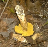 Leccinellum crocipodium image