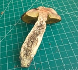 Leccinellum crocipodium image