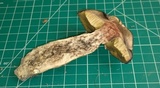Leccinellum crocipodium image