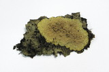 Phlebia radiata image