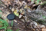 Resupinatus applicatus image