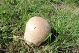 Calvatia cyathiformis image