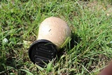 Calvatia cyathiformis image