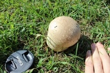 Calvatia cyathiformis image