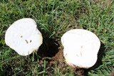 Calvatia cyathiformis image